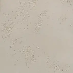 Plafoniera Toscot VIVALDI 1064 45x45 GX53 LED