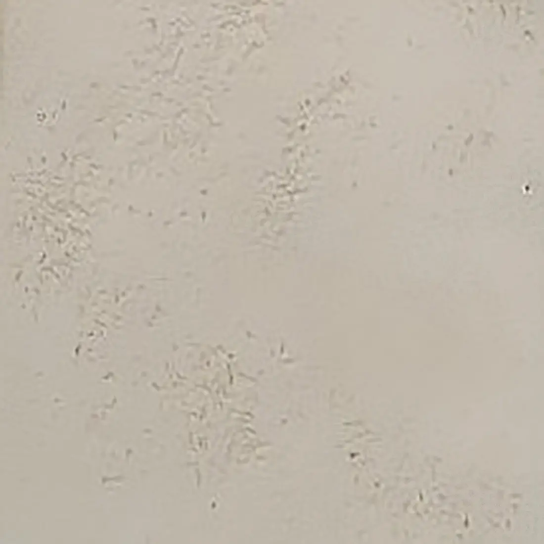 Plafoniera Toscot VIVALDI 1063 60x20 GX53 LED