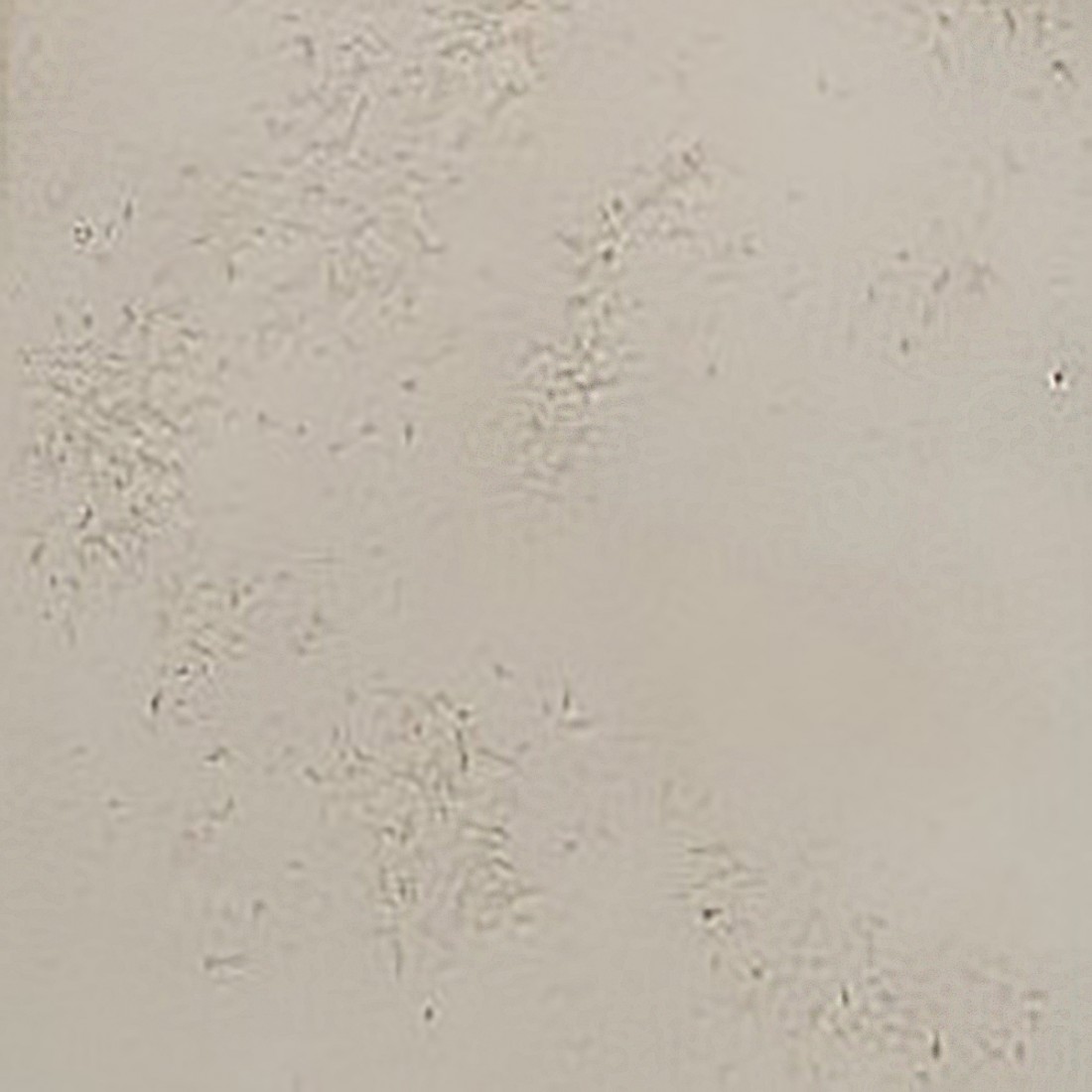 Plafonnier LED Toscot VIVALDI 1063 60x20 GX53